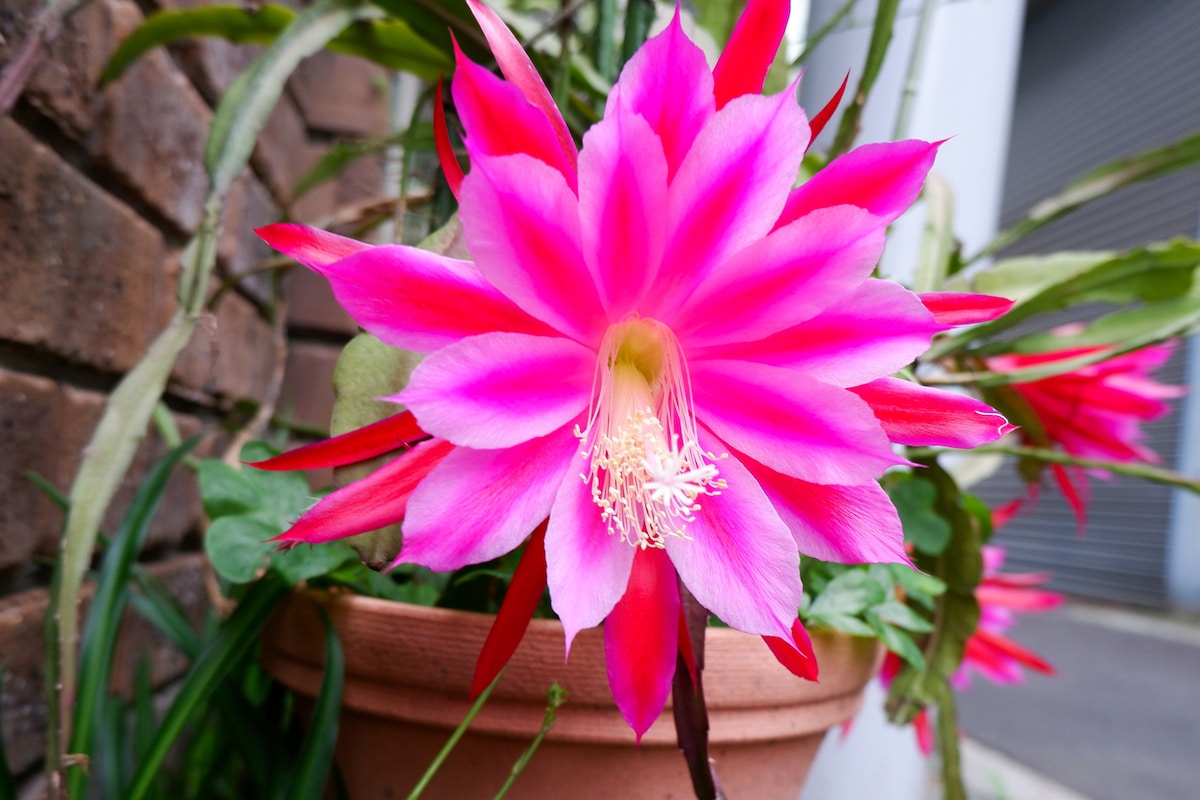 Tokyo Nezu Stained Glass Museum & Guest House (Since 2019) - Photo 4